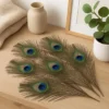 Natural Peacock Feathers for Home Decor, Crafts & Floral Arrangements - Image 3