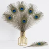 Natural Peacock Feathers for Home Decor, Crafts & Floral Arrangements